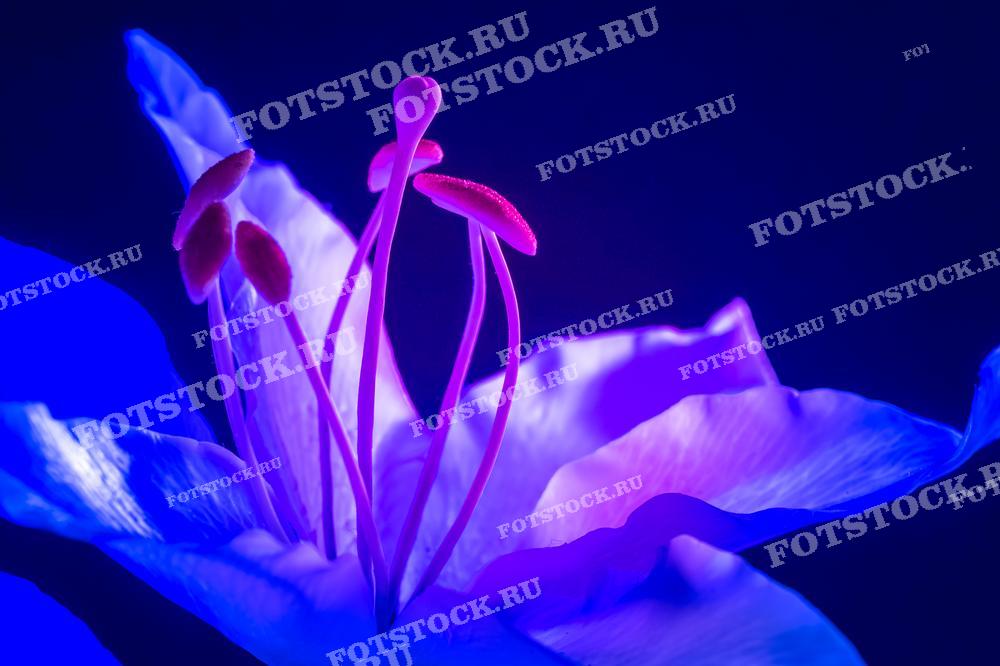 Фотография представляет цветок в эстетике неонового освещения с доминирующими синими и розовыми оттенками. Такая обработка придаёт изображению современный и стильный вид, где тычинки и пестик цветка выделяются на фоне темно-синего фона. Это изображение идеально подойдёт для использования в ночных клубах, ресторанах, модных публикациях или как декоративный элемент в современных интерьерах.
